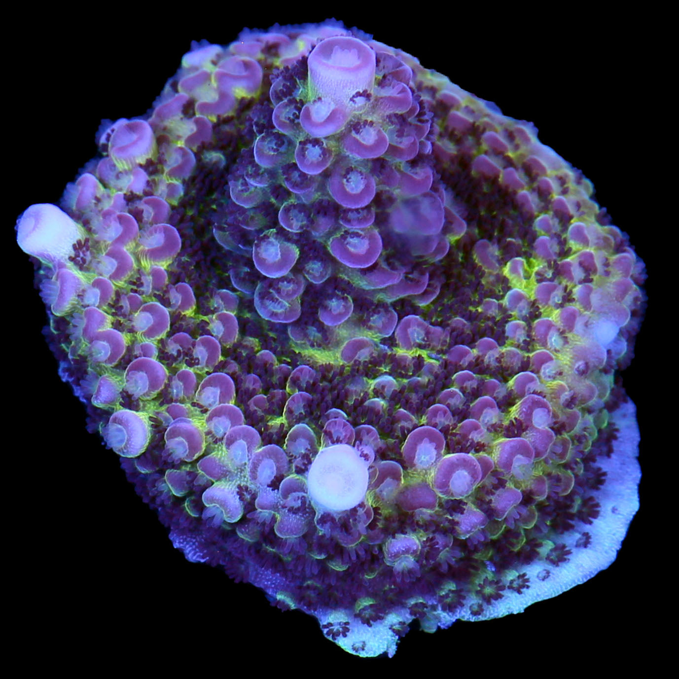 Festive Acropora Coral