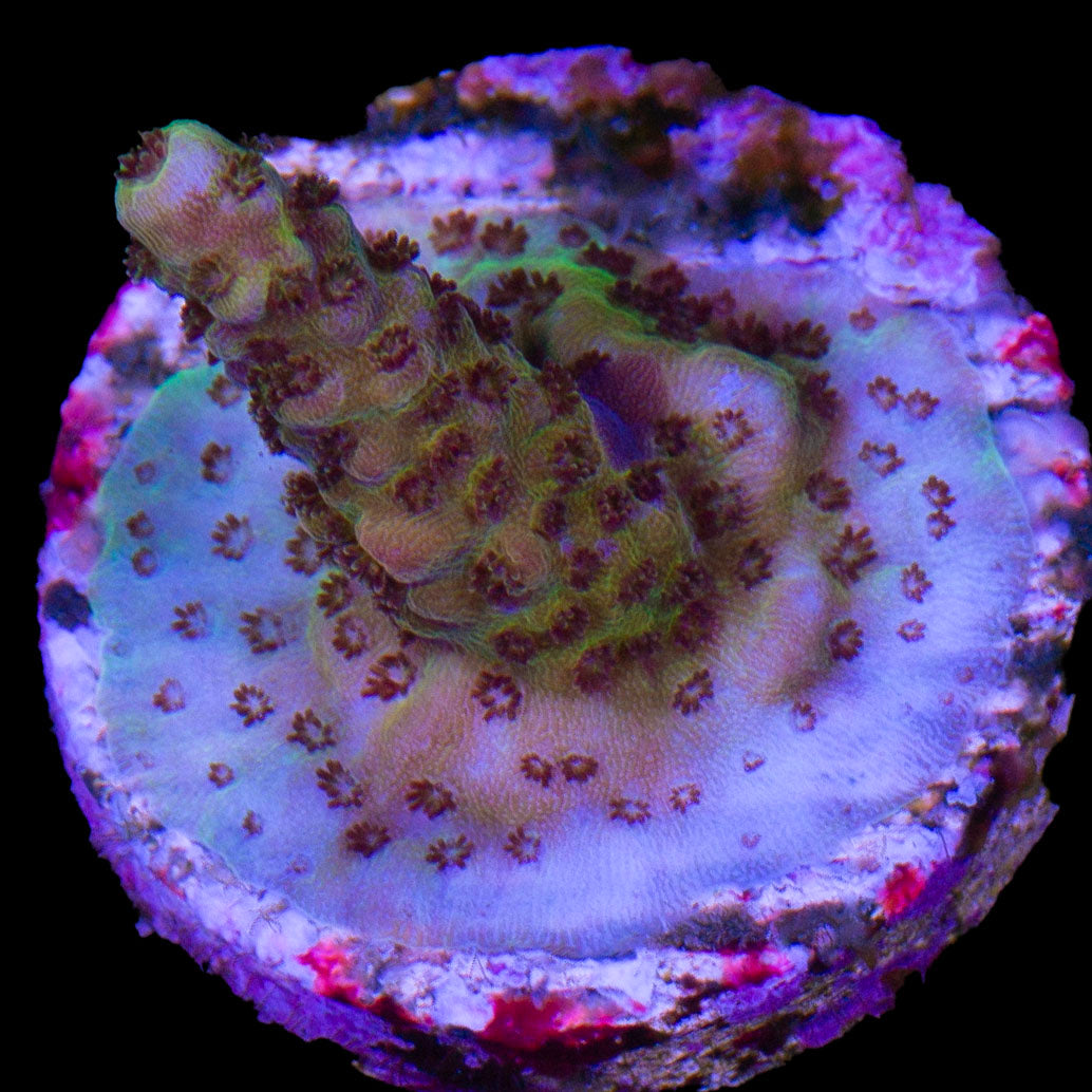 Mystery Acropora Coral