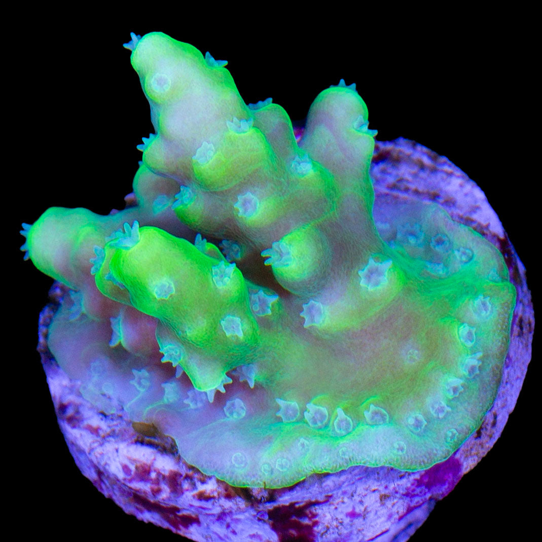 Nuclear Green Acropora Coral
