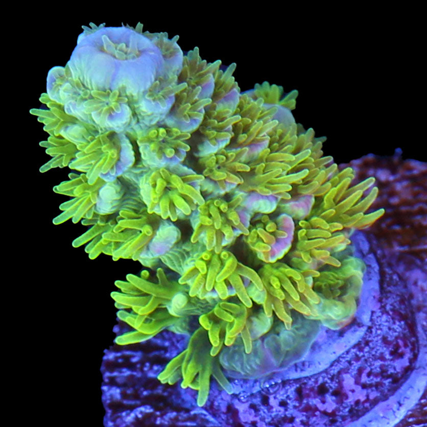 Jason Fox Homewrecker Acropora Coral