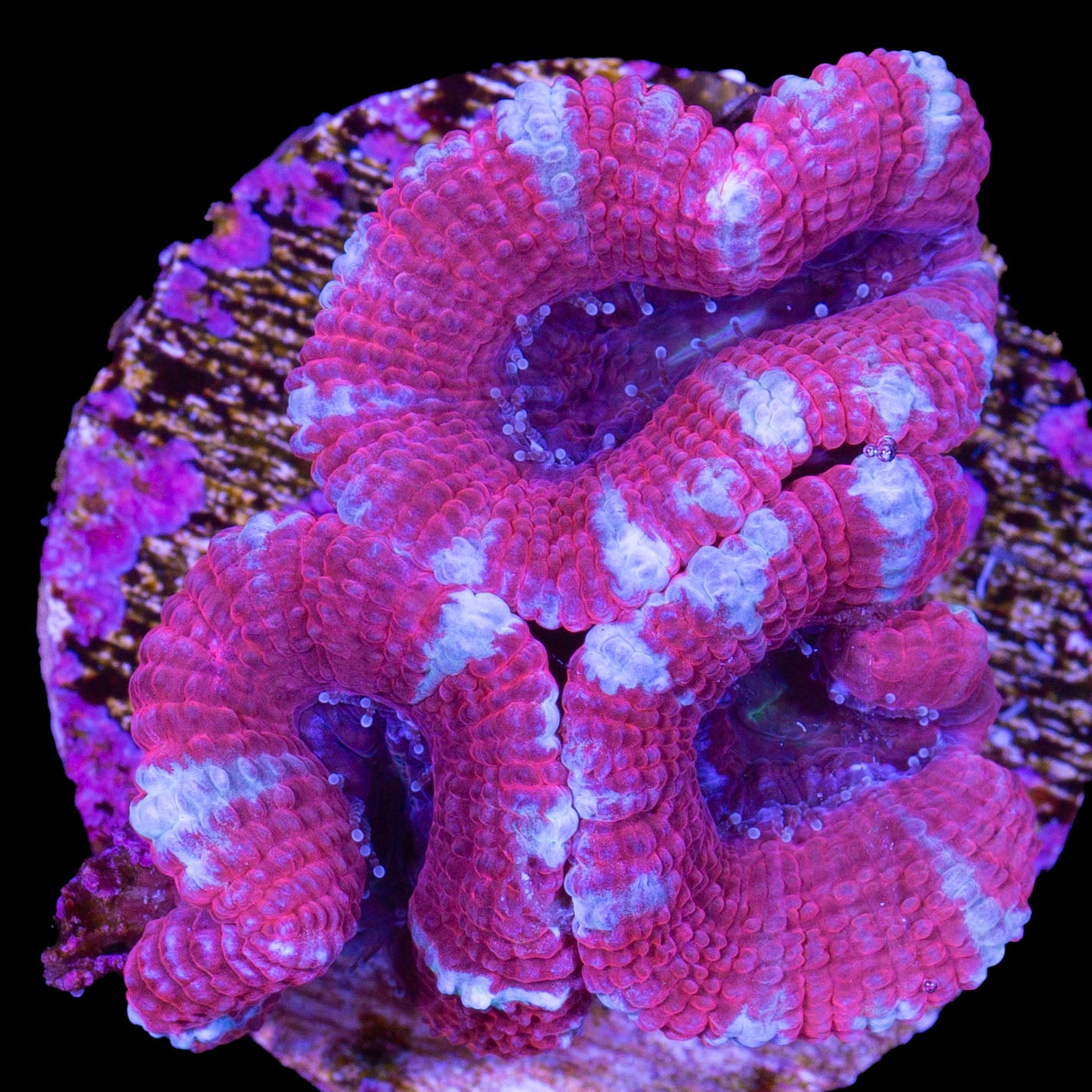 Cotton Candy Acan Lord Coral