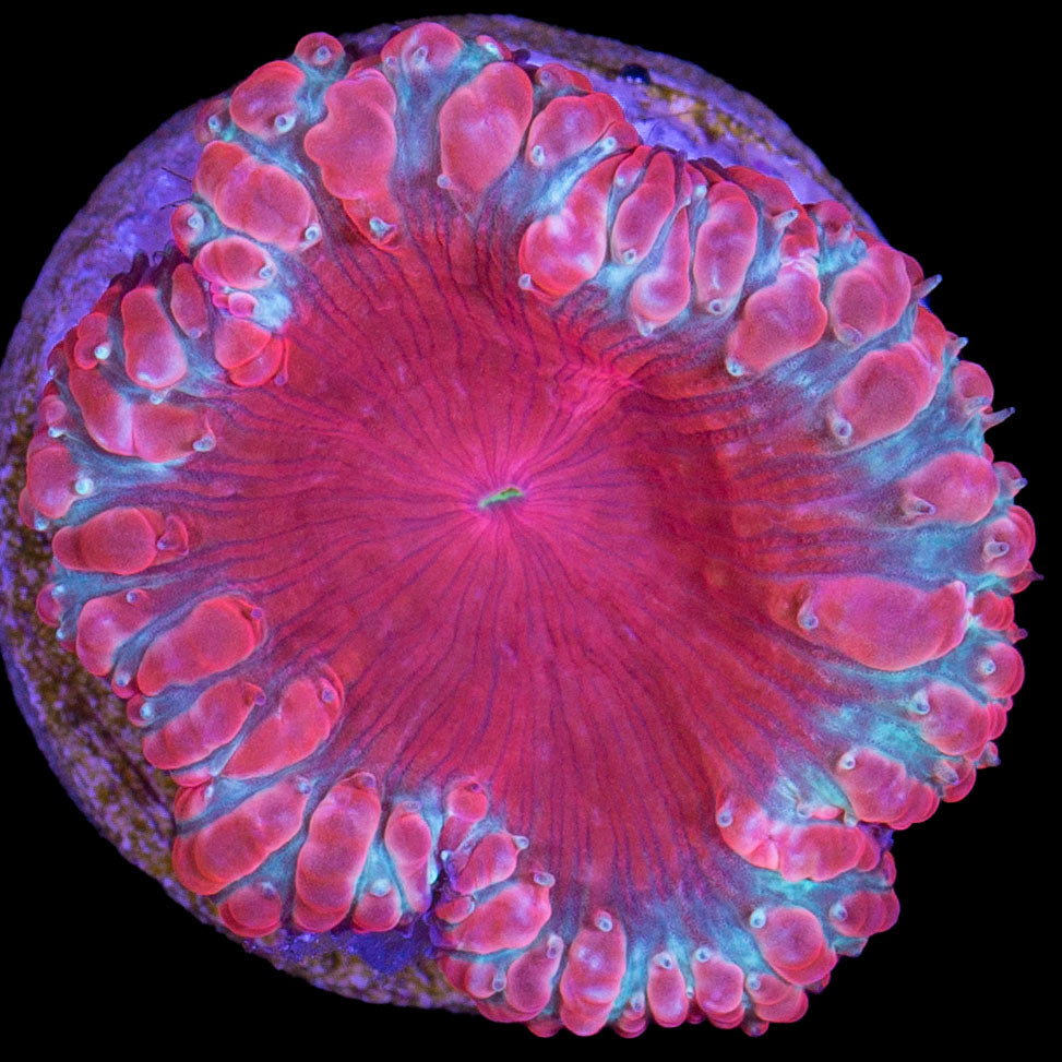 Ultra Red Blastomussa Wellsi Coral