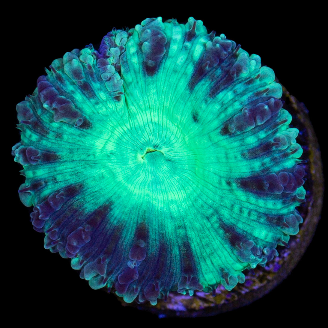 Nuclear Green Blastomussa Wellsi Coral