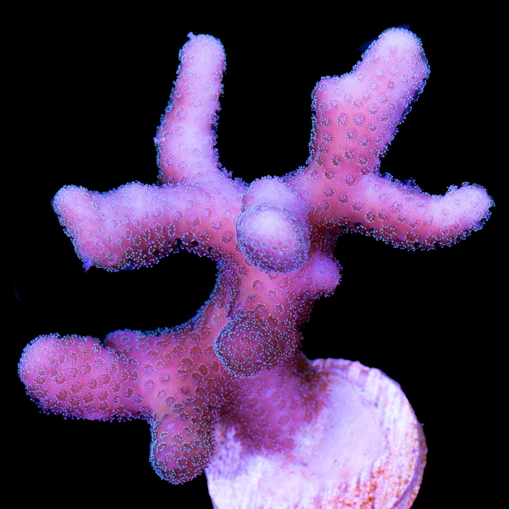 Pink Stylophora Coral