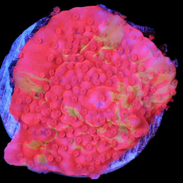 FJ6A3188copy_f2080e07-1c7d-