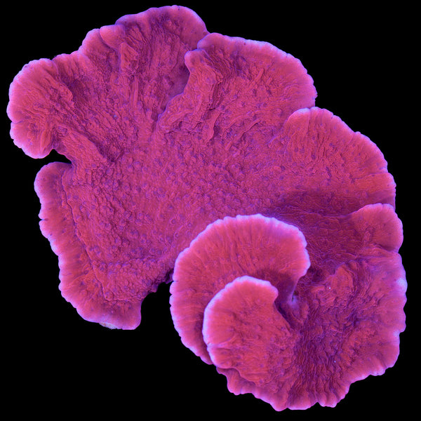 Red Montipora Capricornus Coral Colony - Aquacultured - Vivid