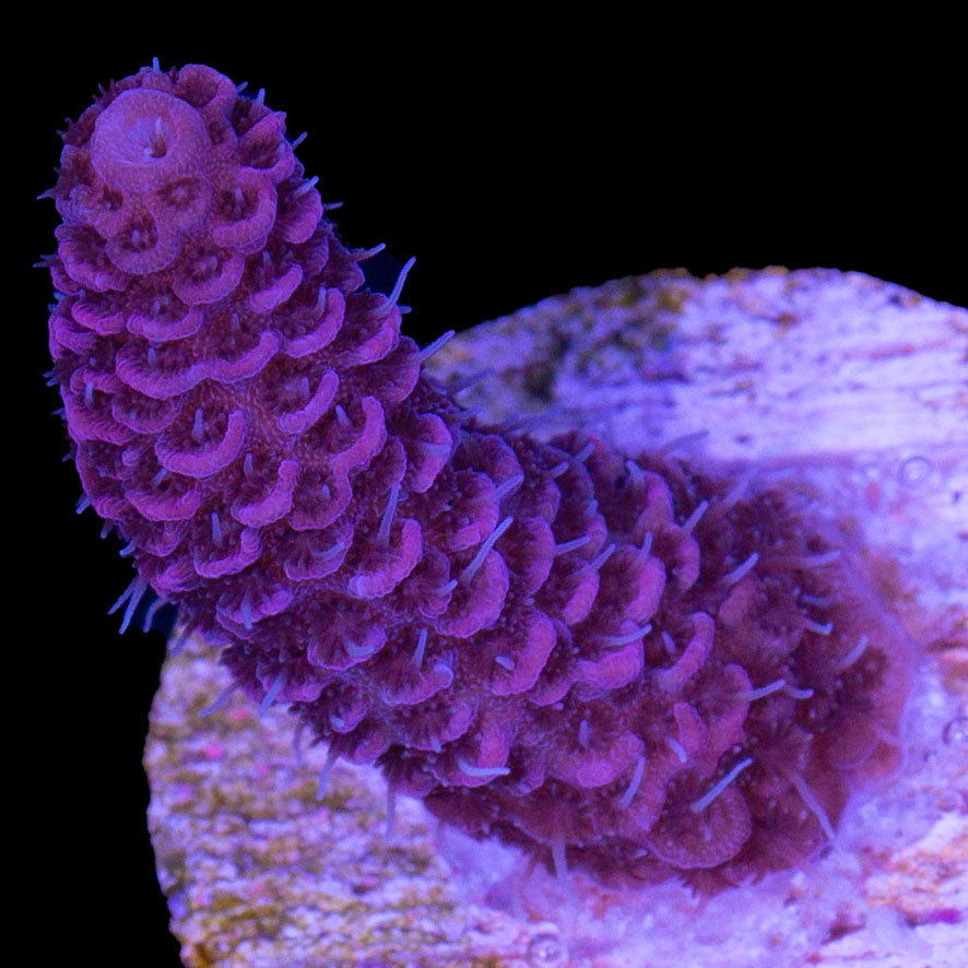 Ultra Pink Millepora Acropora Coral