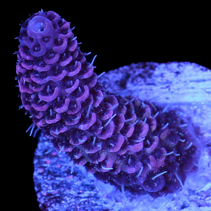 Ultra Pink Millepora Acropora Coral