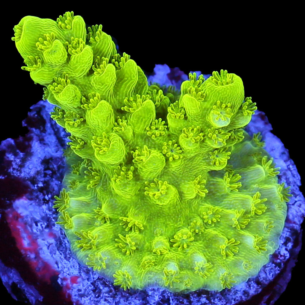 Bali Green Slimer Acropora Coral