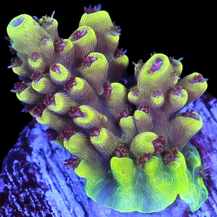 Vivid's Crazy 8 Acropora Coral