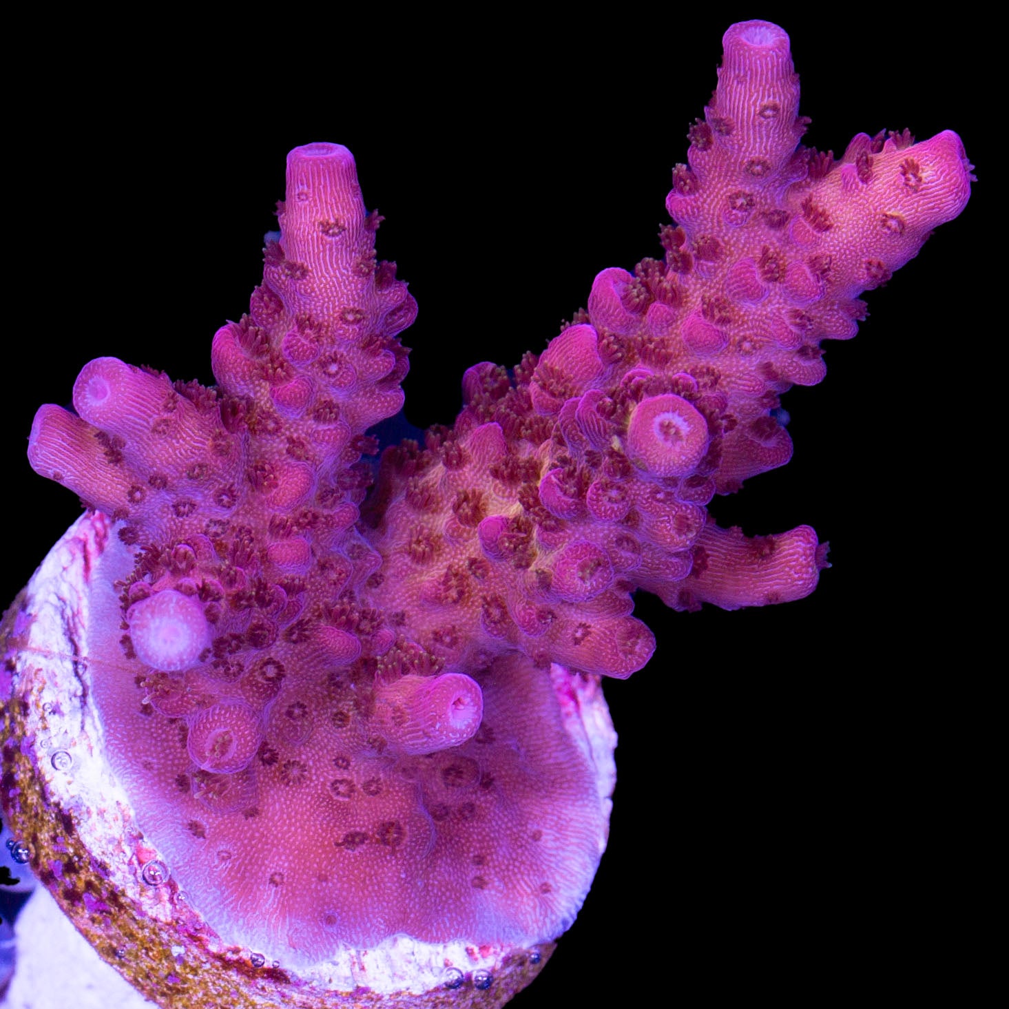PC Rainbow Acropora Coral - Lg Frag