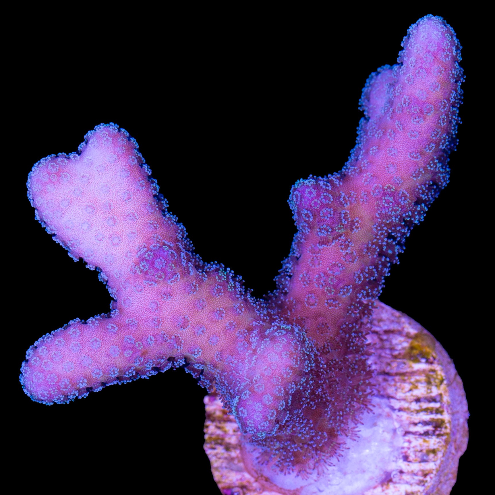 Pink Stylophora Coral
