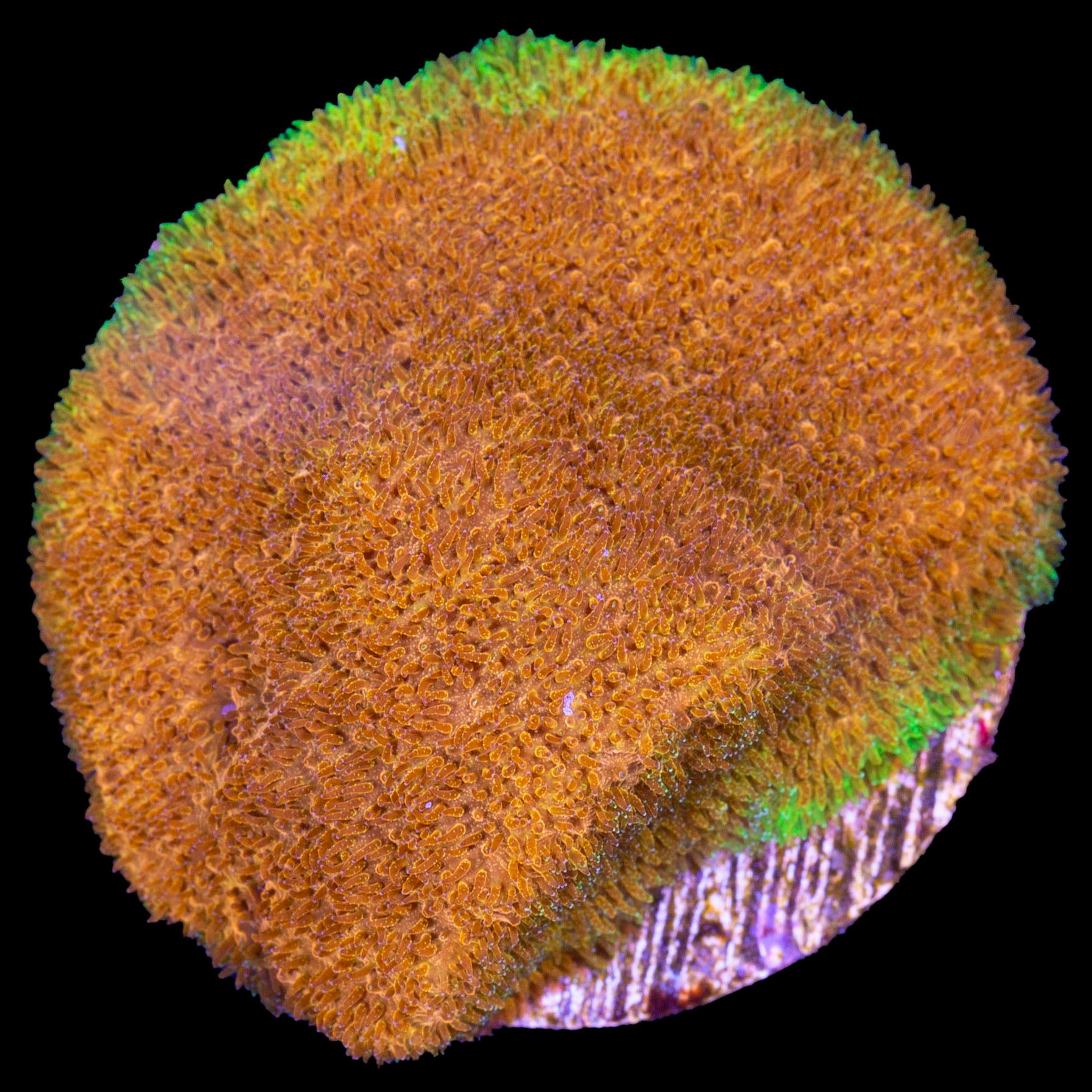 Buy Live Coral for Sale | Rare Coral | Sale Corals | Vivid