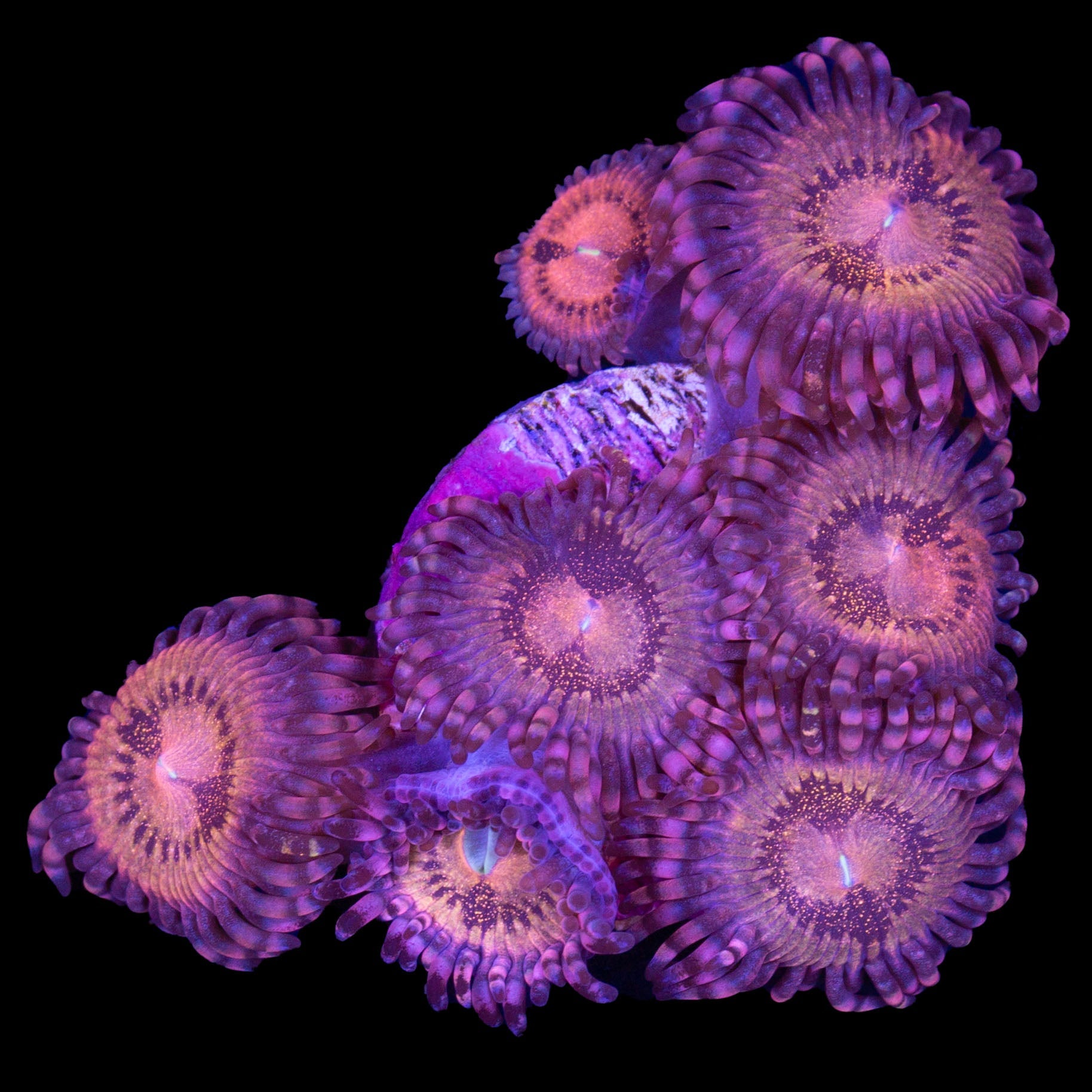 Hippie Duster Zoanthid Coral