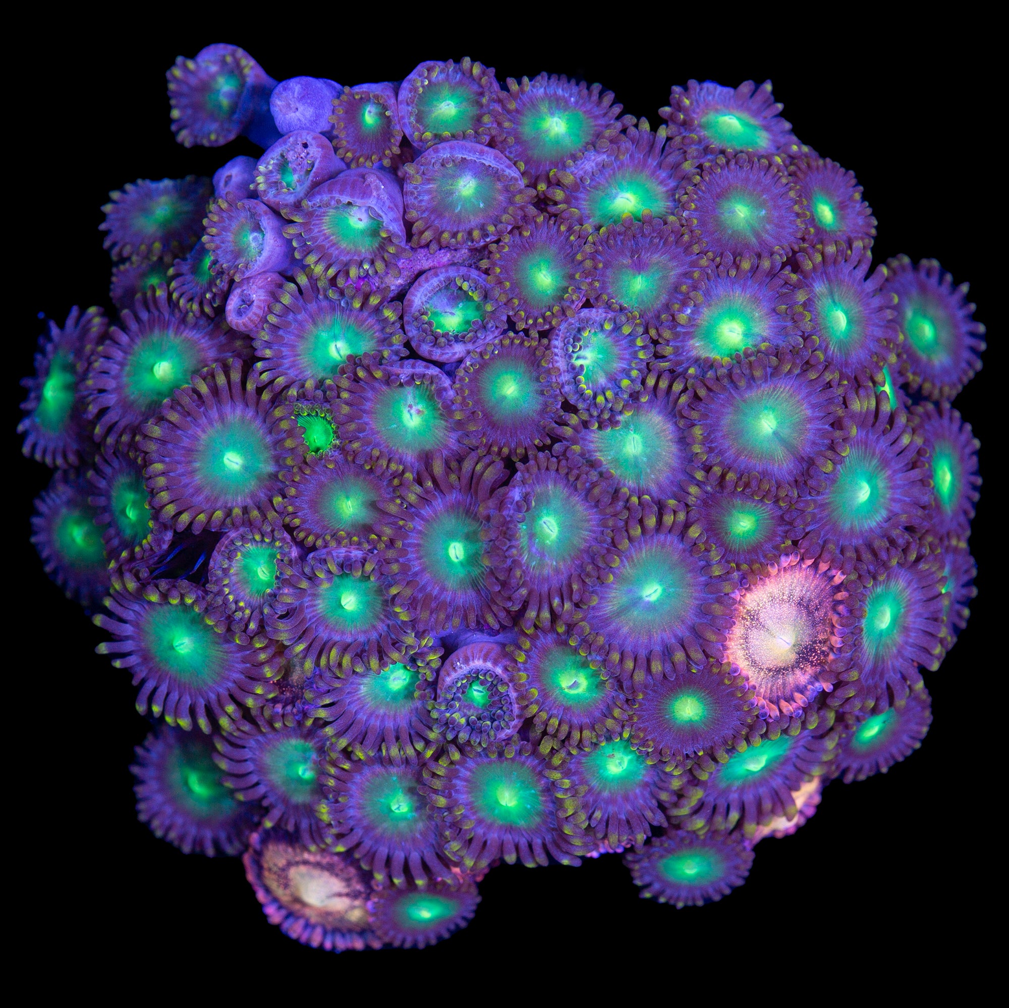 Vivid’s Halle Berry & Emerald Eye Zoanthid Combo