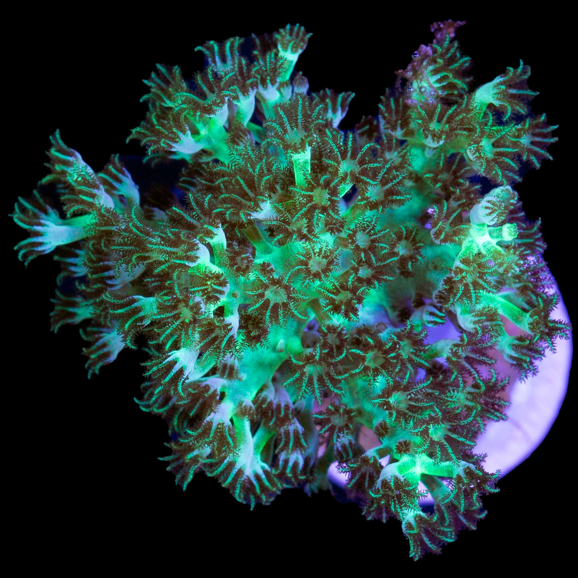 Neon Green Kenya Tree Coral