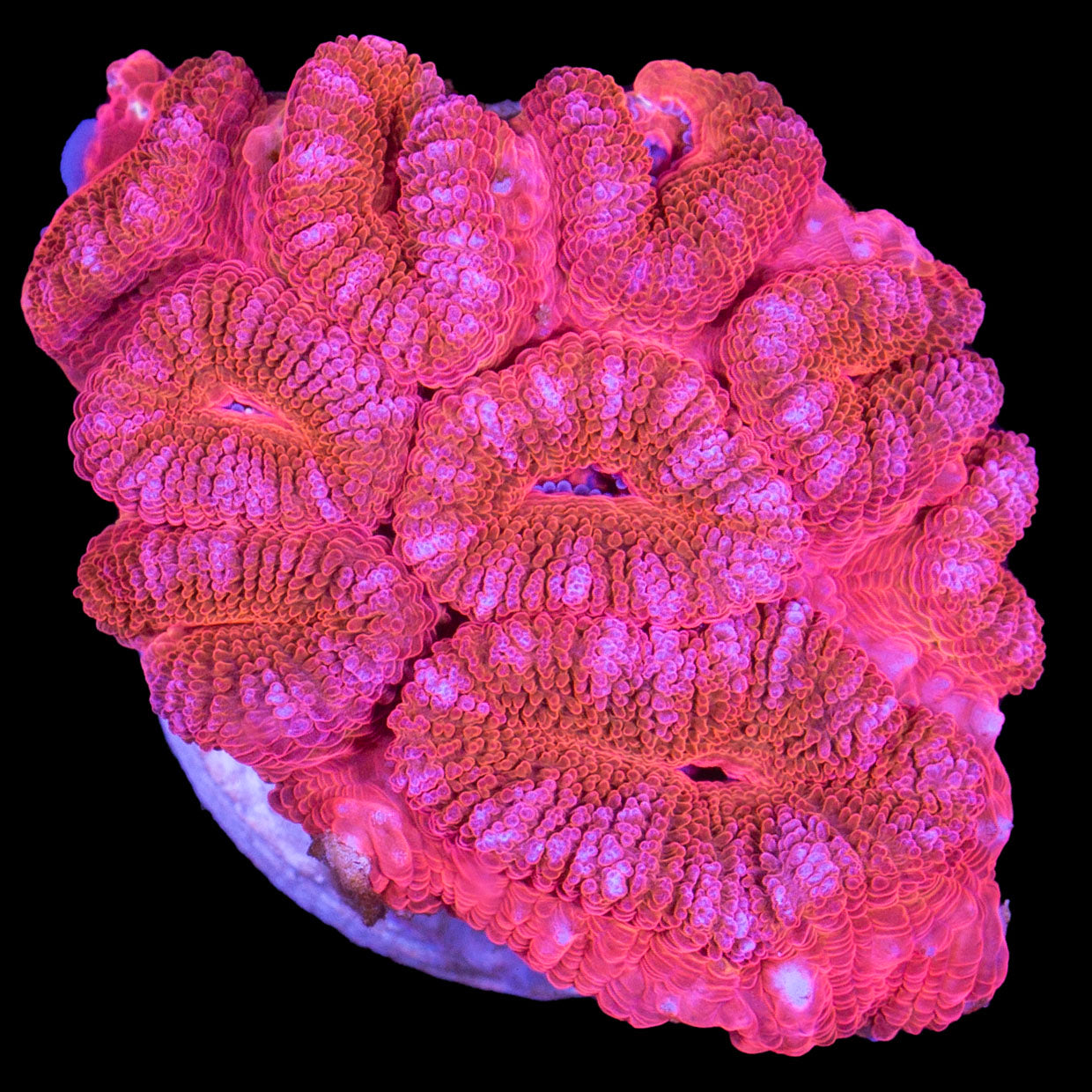 Vivid's Rosy Red Acan Mini Colony