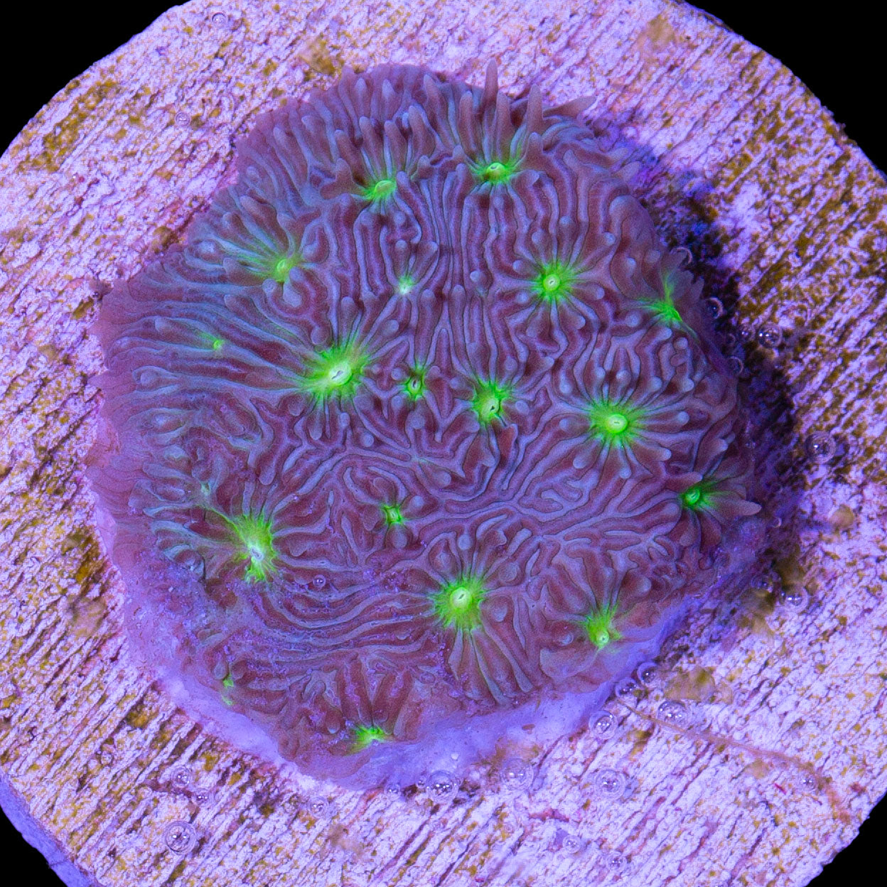 Monsters Inc Leptoseris Coral