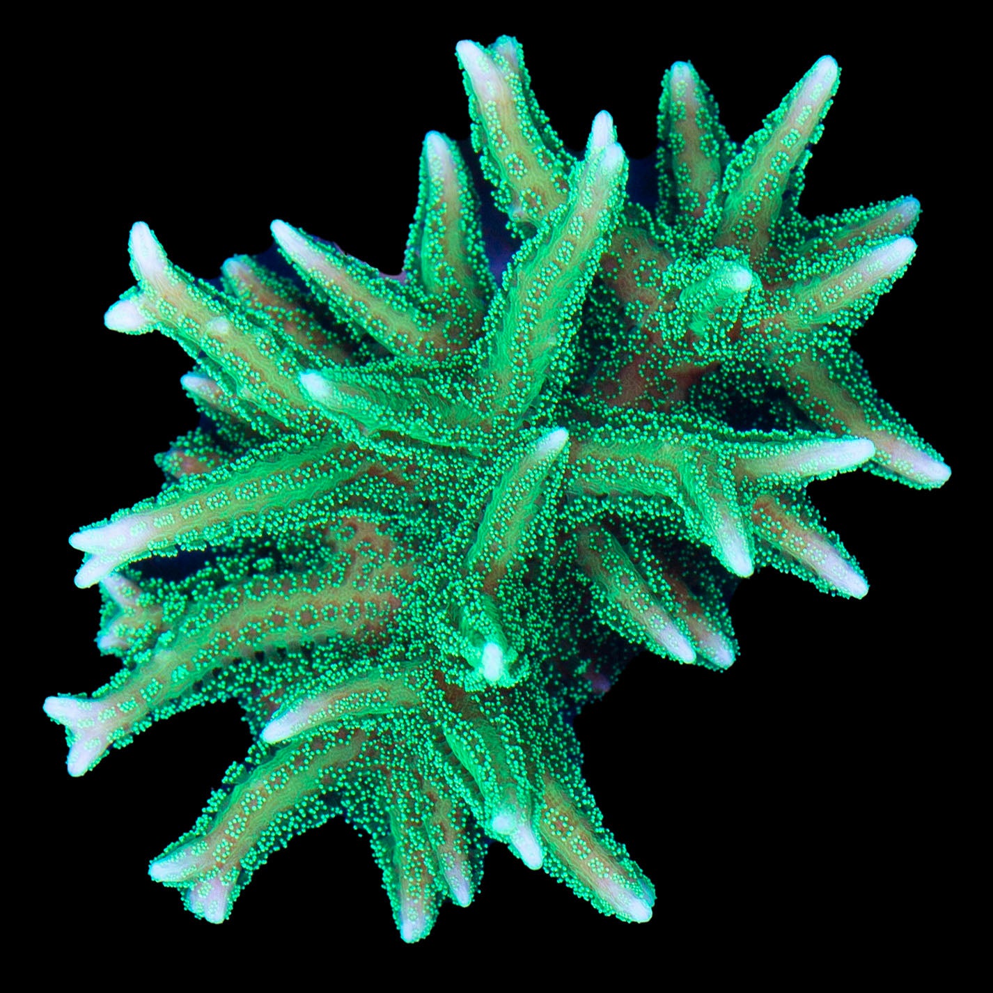Neon Green Birdsnest Coral