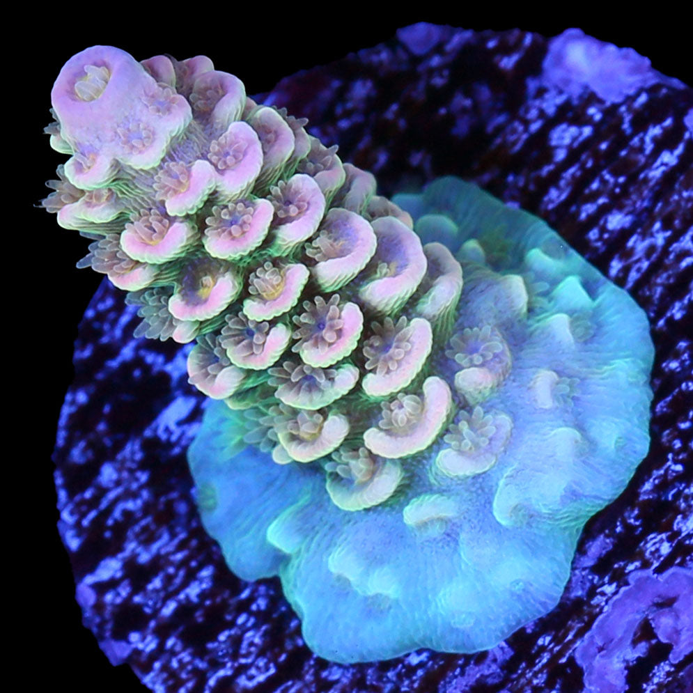 Dreamweaver Tenuis Acropora Coral