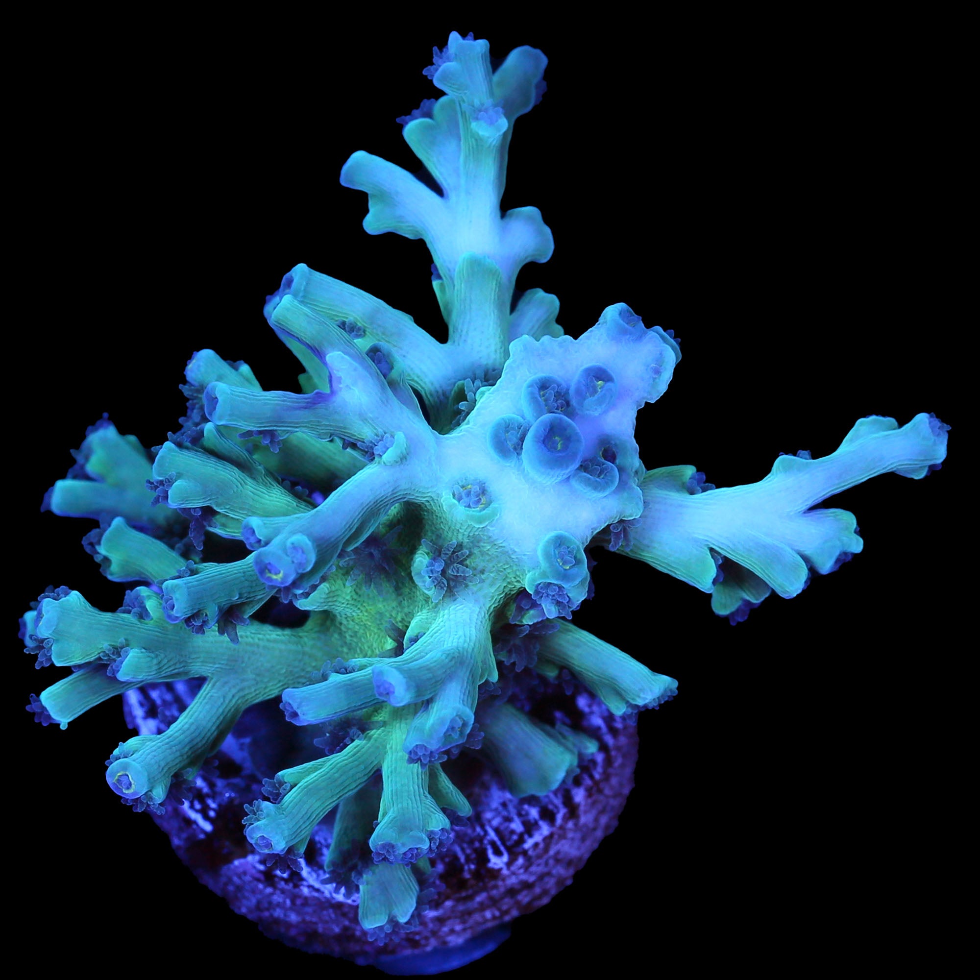 Ice Fire Echinata Acropora Coral - Vivid Aquariums