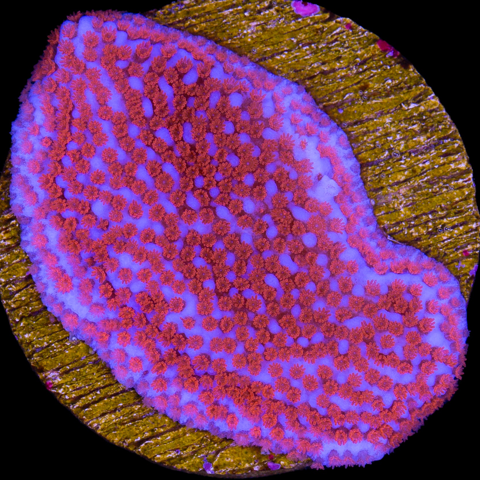 Superman Montipora Coral