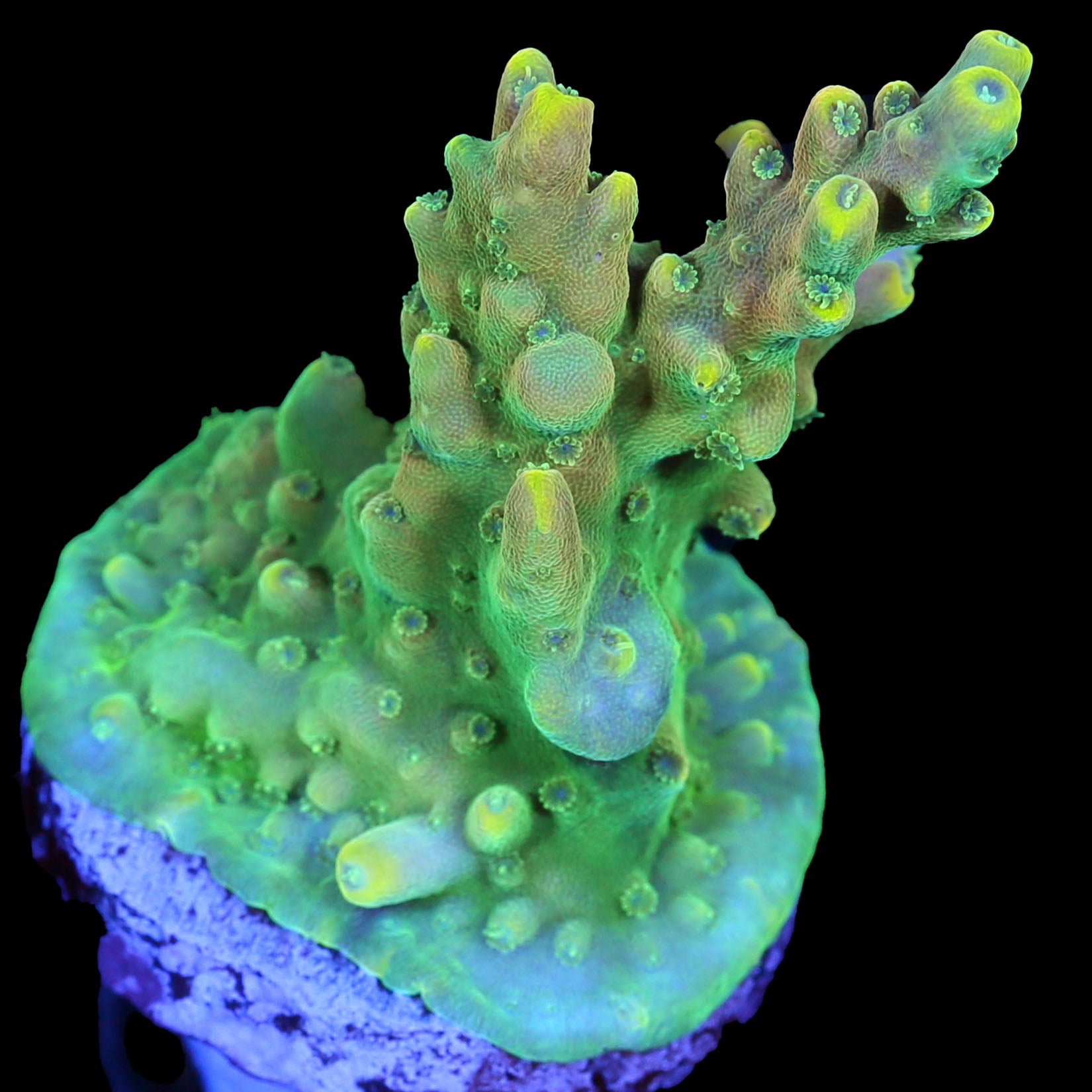 Candyland Acropora Coral