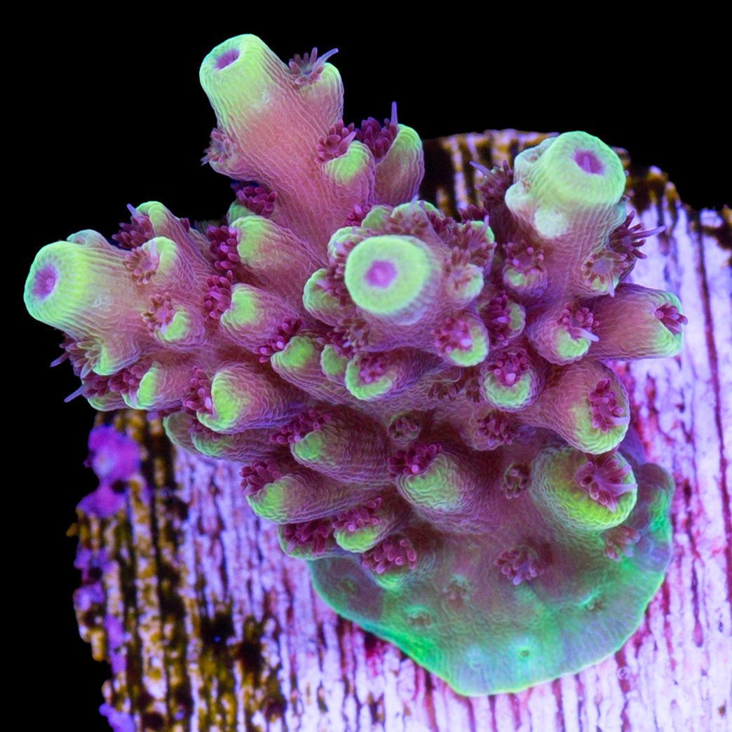 Vivid's Crazy 8 Acropora Coral