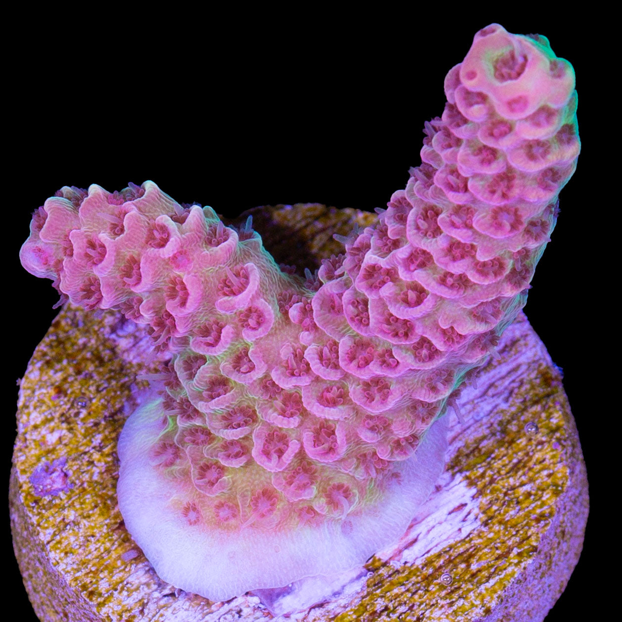 Vivid's Flamingo Acropora Coral