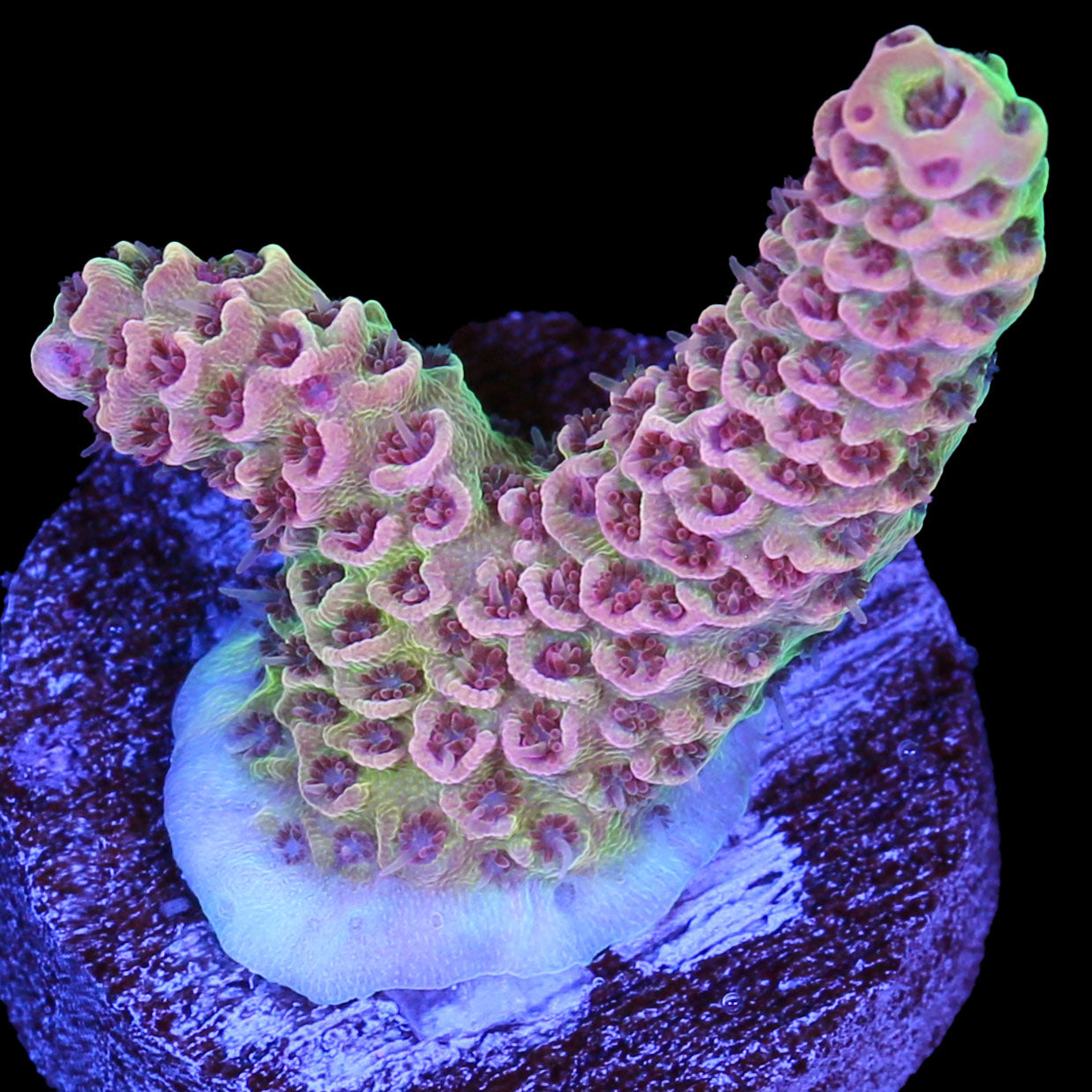 Vivid's Flamingo Acropora Coral