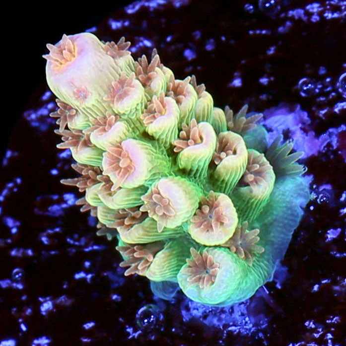 Vivid's Passionfruit Tenuis Acropora Coral