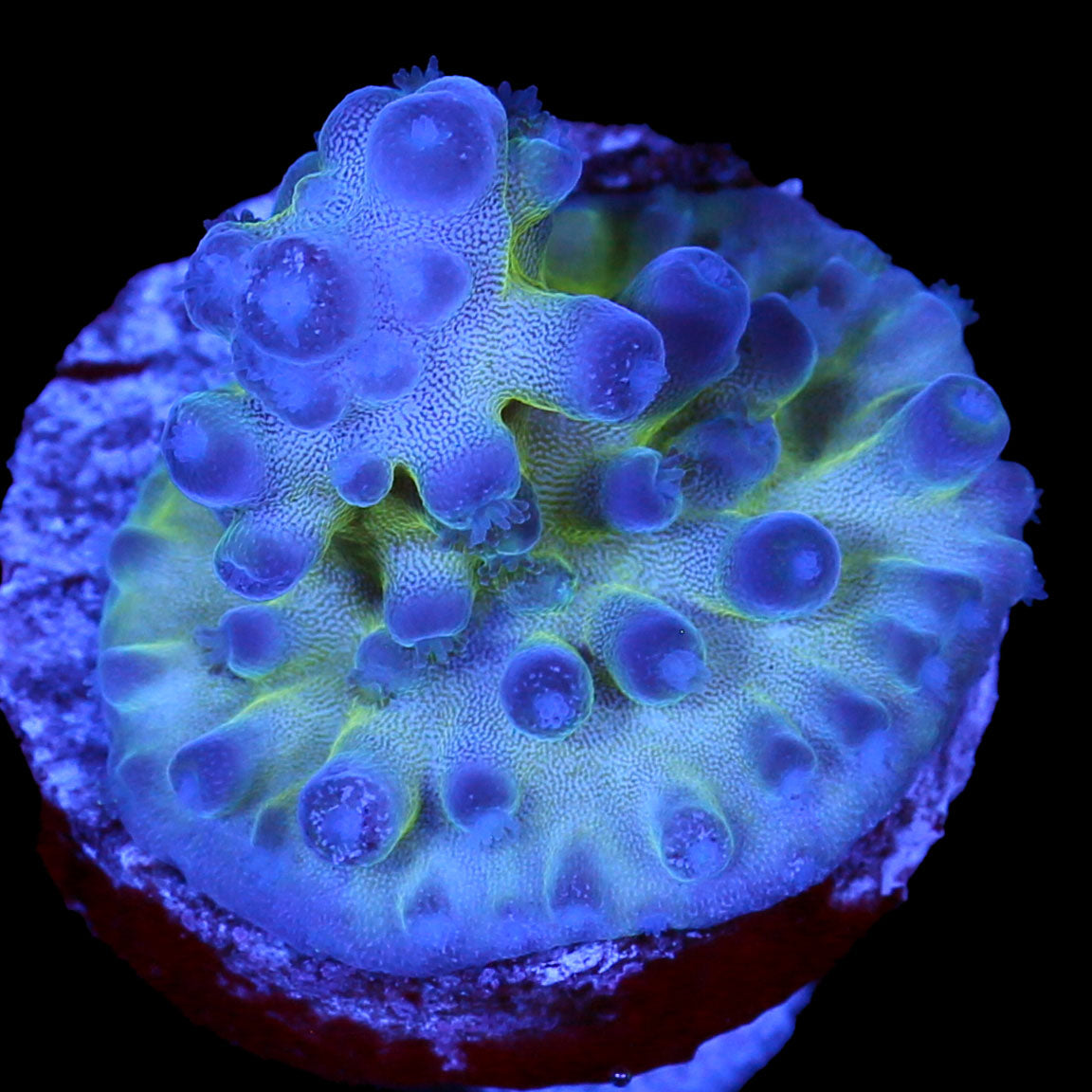 Blue Green Tort Acropora Coral