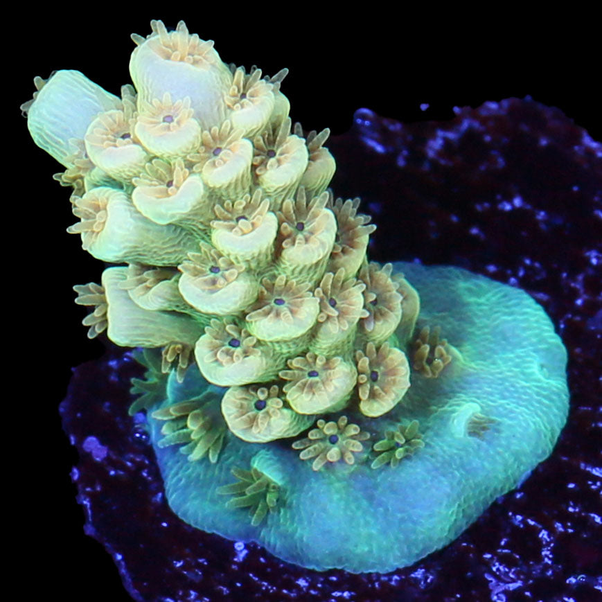 Vivid's Golden Gate Tenuis Acropora Coral