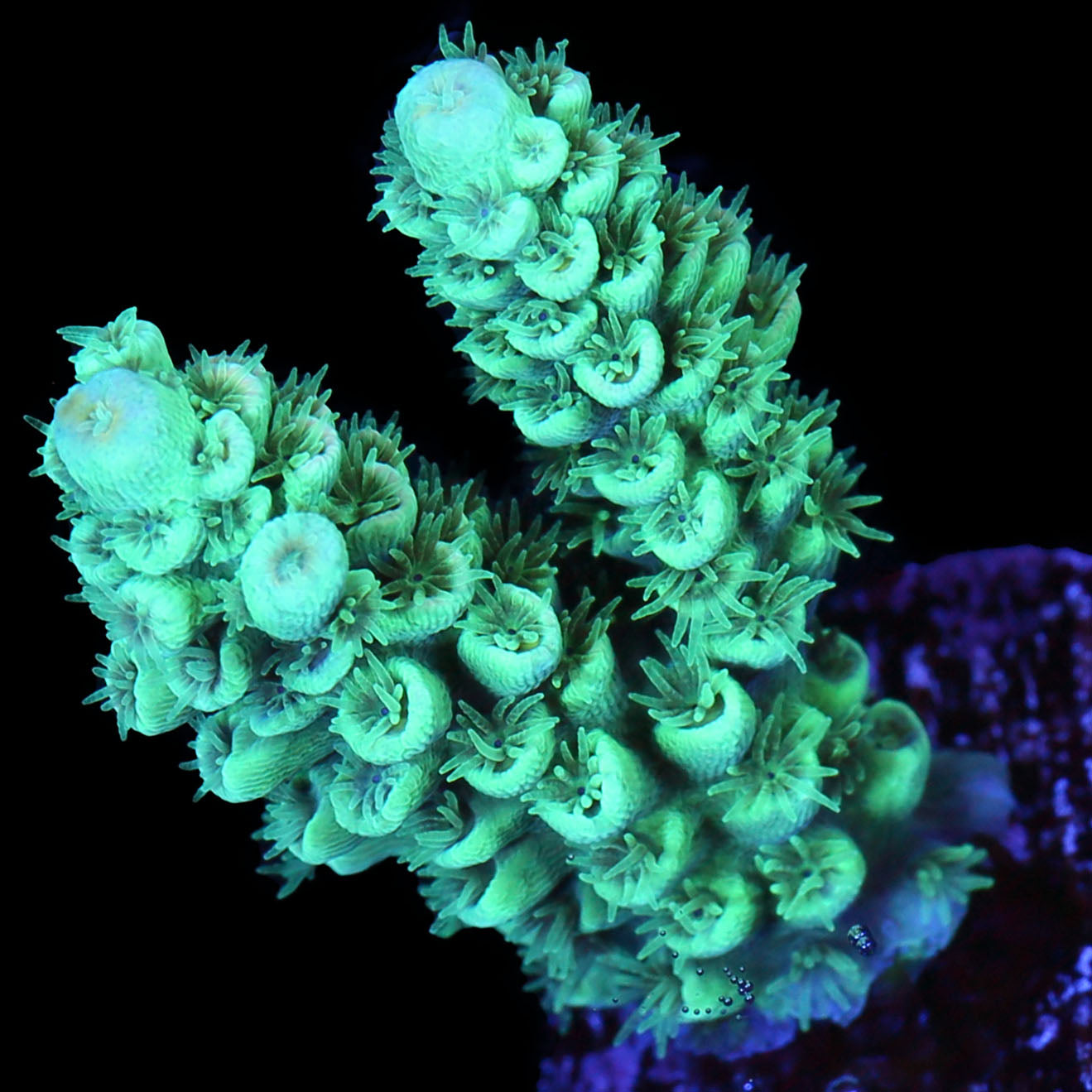 Vivid's Turquoise Dream Tenuis Acropora Coral