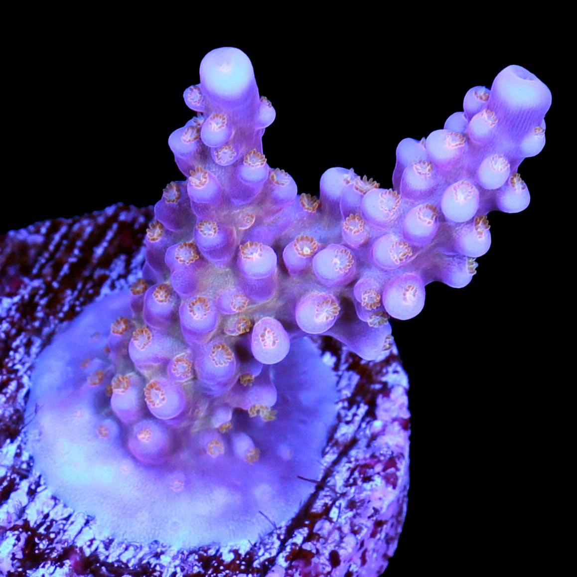 ARC Fireworks Acropora Coral