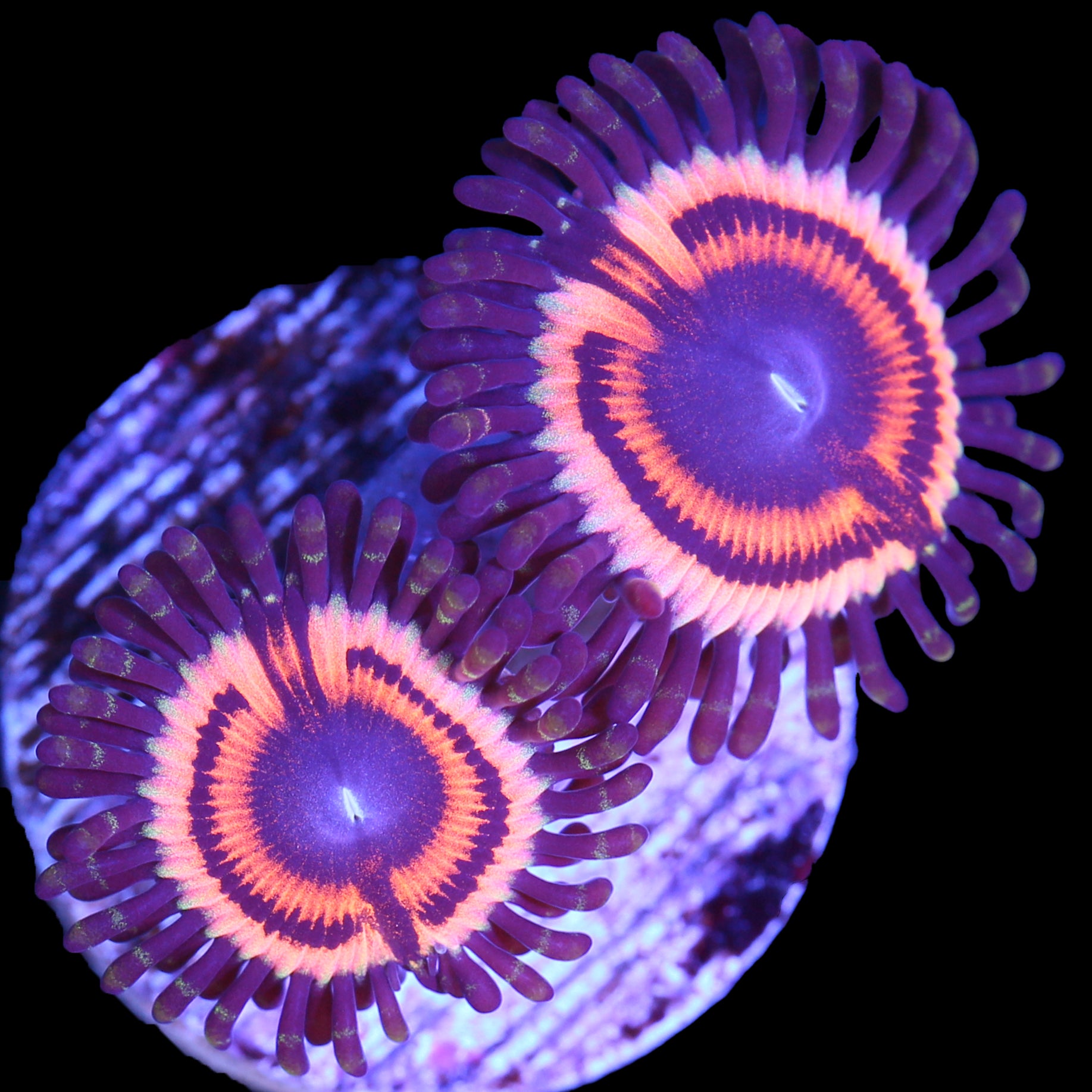 Vivid’s Sonic Flare Zoanthids