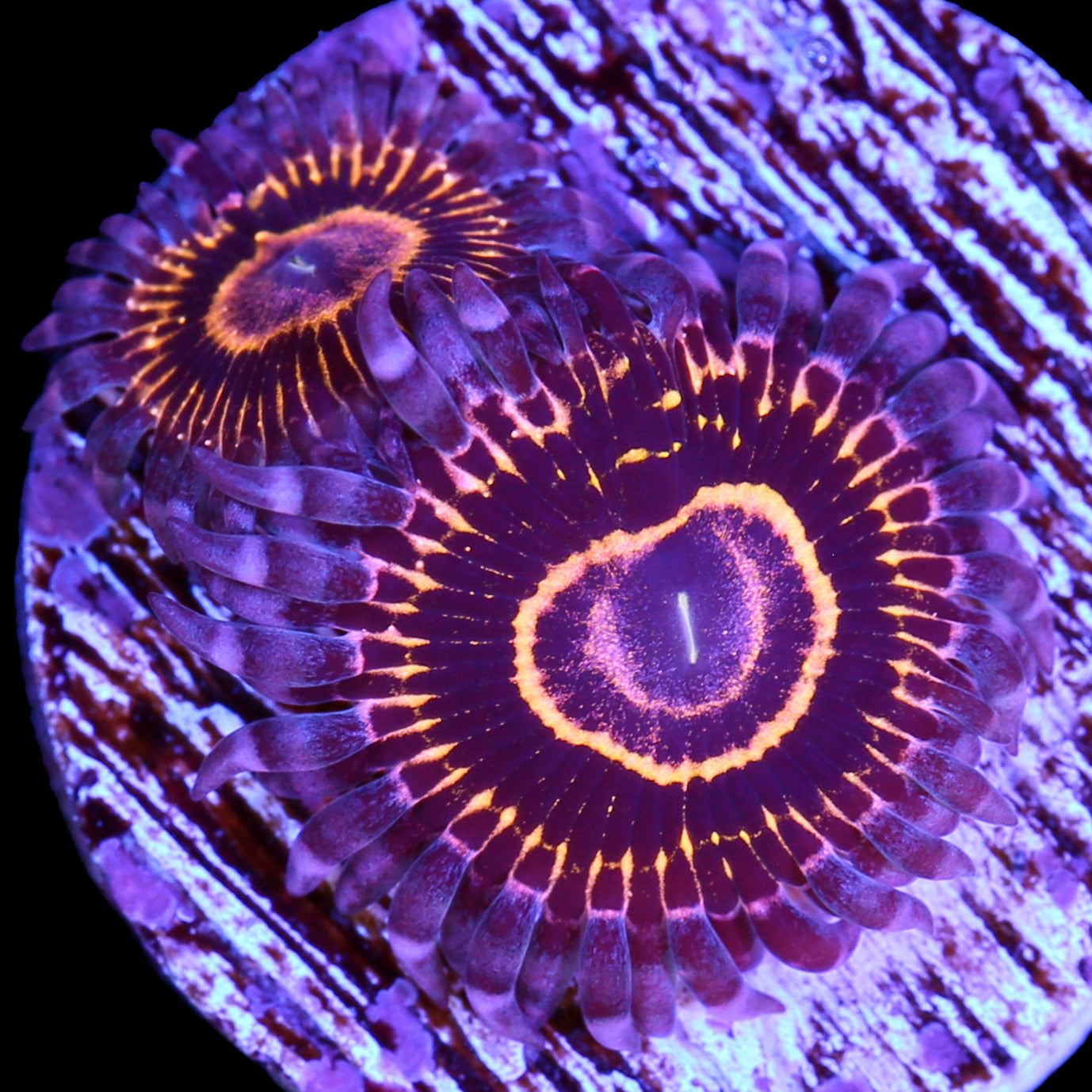 Vivid’s Stratosphere Zoanthids