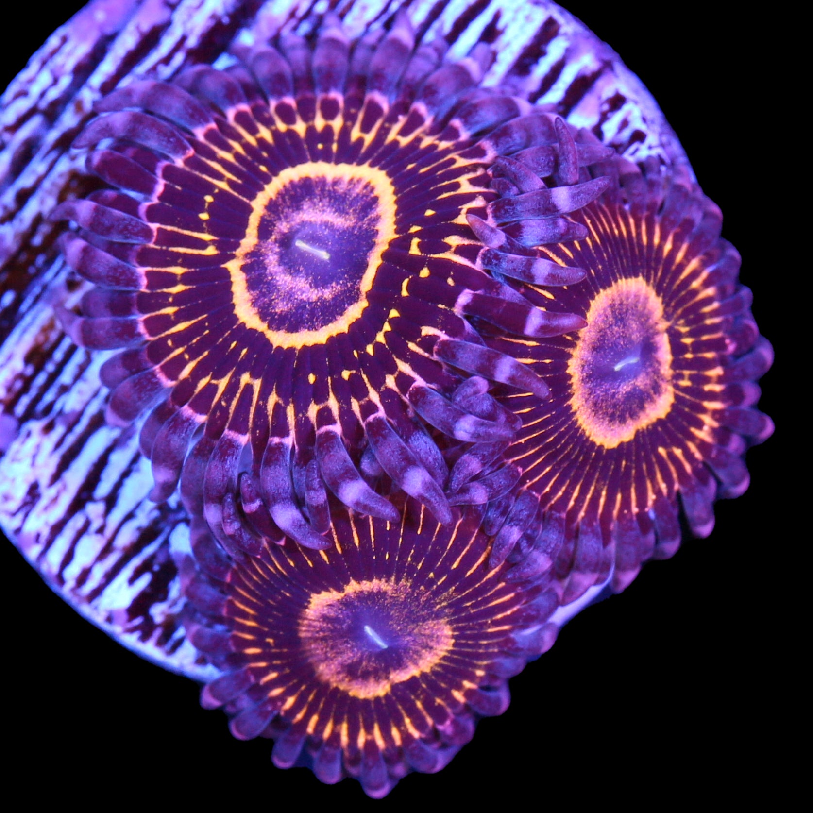 Vivid’s Stratosphere Zoanthids