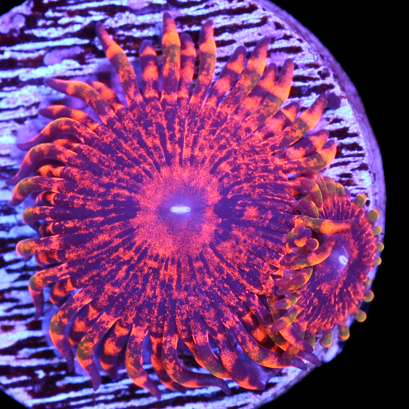 Vivid’s Flaming Mohican Zoanthids