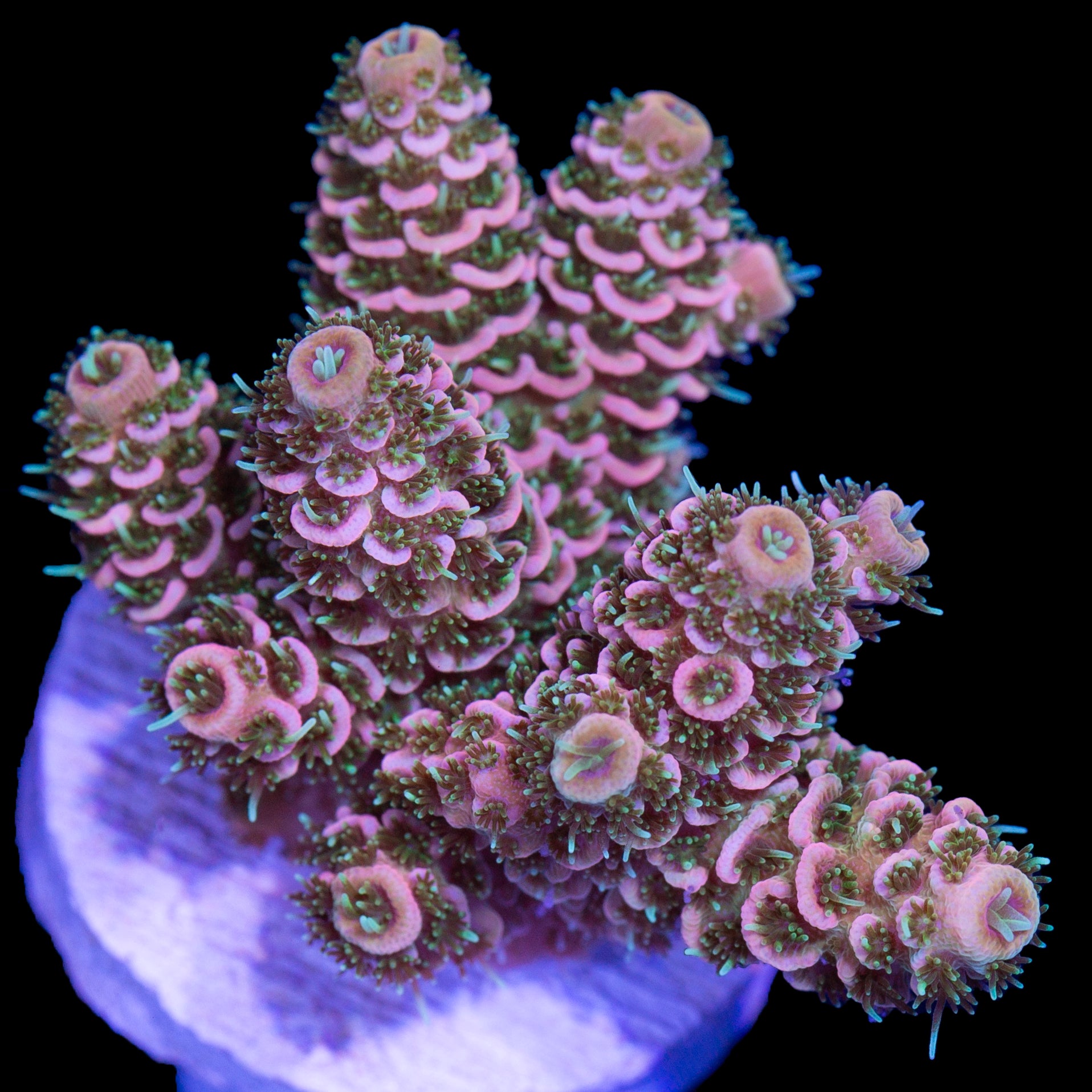 Tangerine Millepora Acropora Coral - Chunky Frag