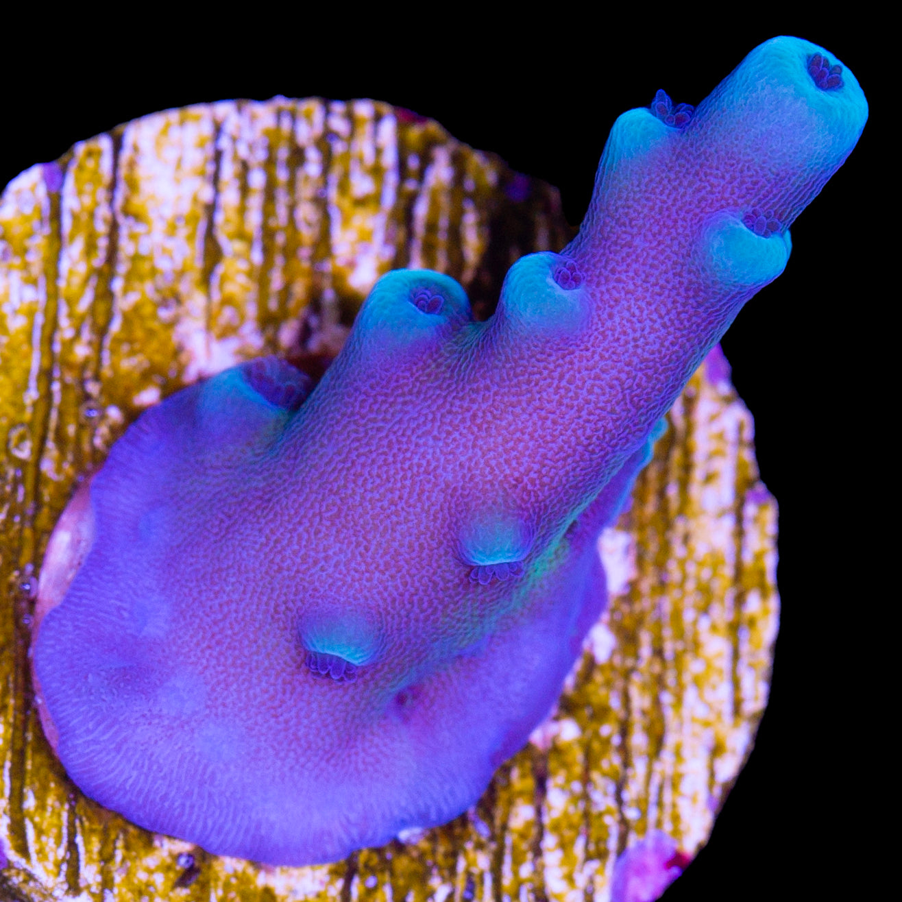Oregon Blue Tort Acropora Coral