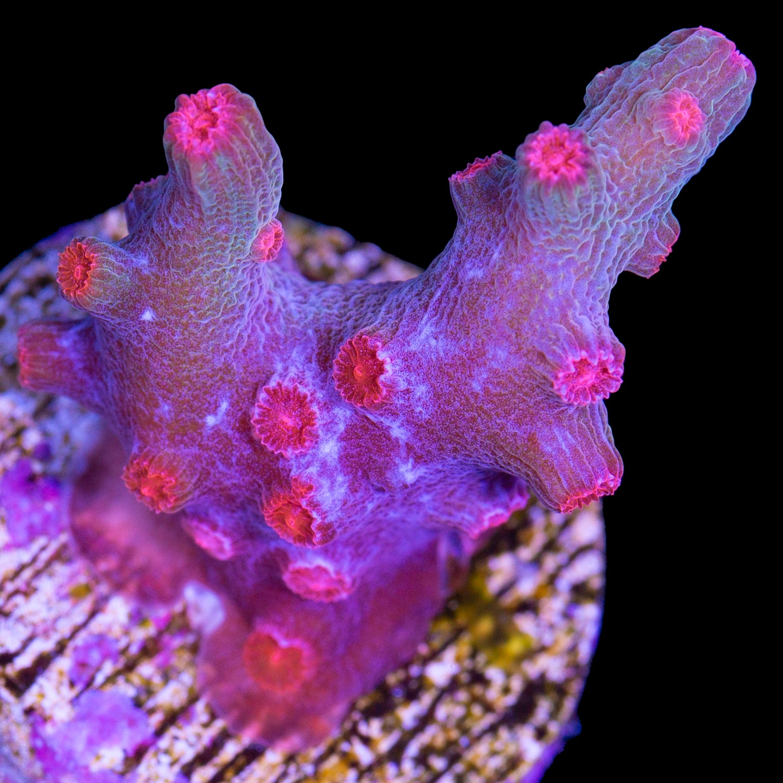 Vivid's Branching Cyphastrea Decadia Coral