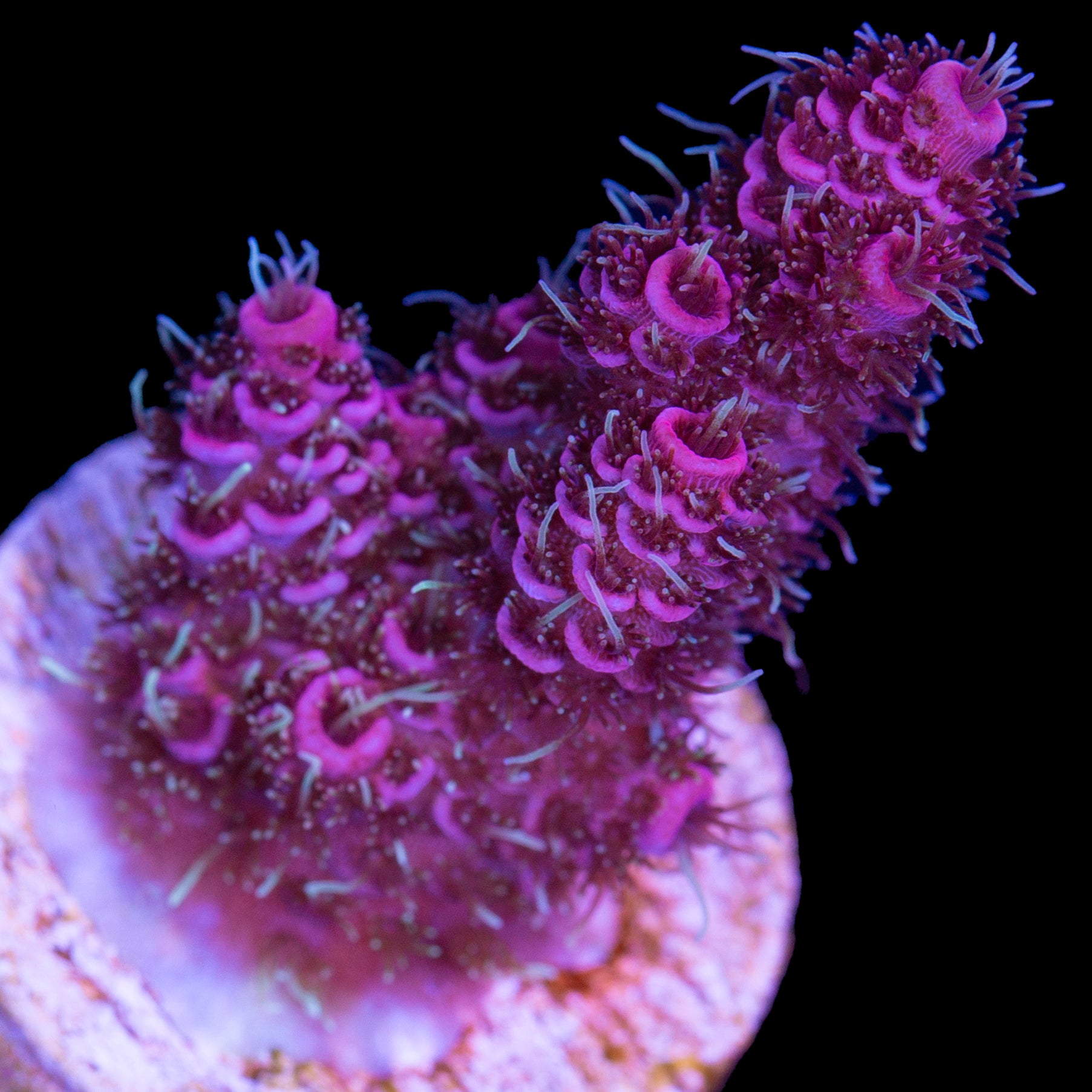 Raspberry Millepora Acropora Coral