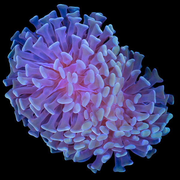 FJ6A3409copy_600x.jpg?v=1713629333