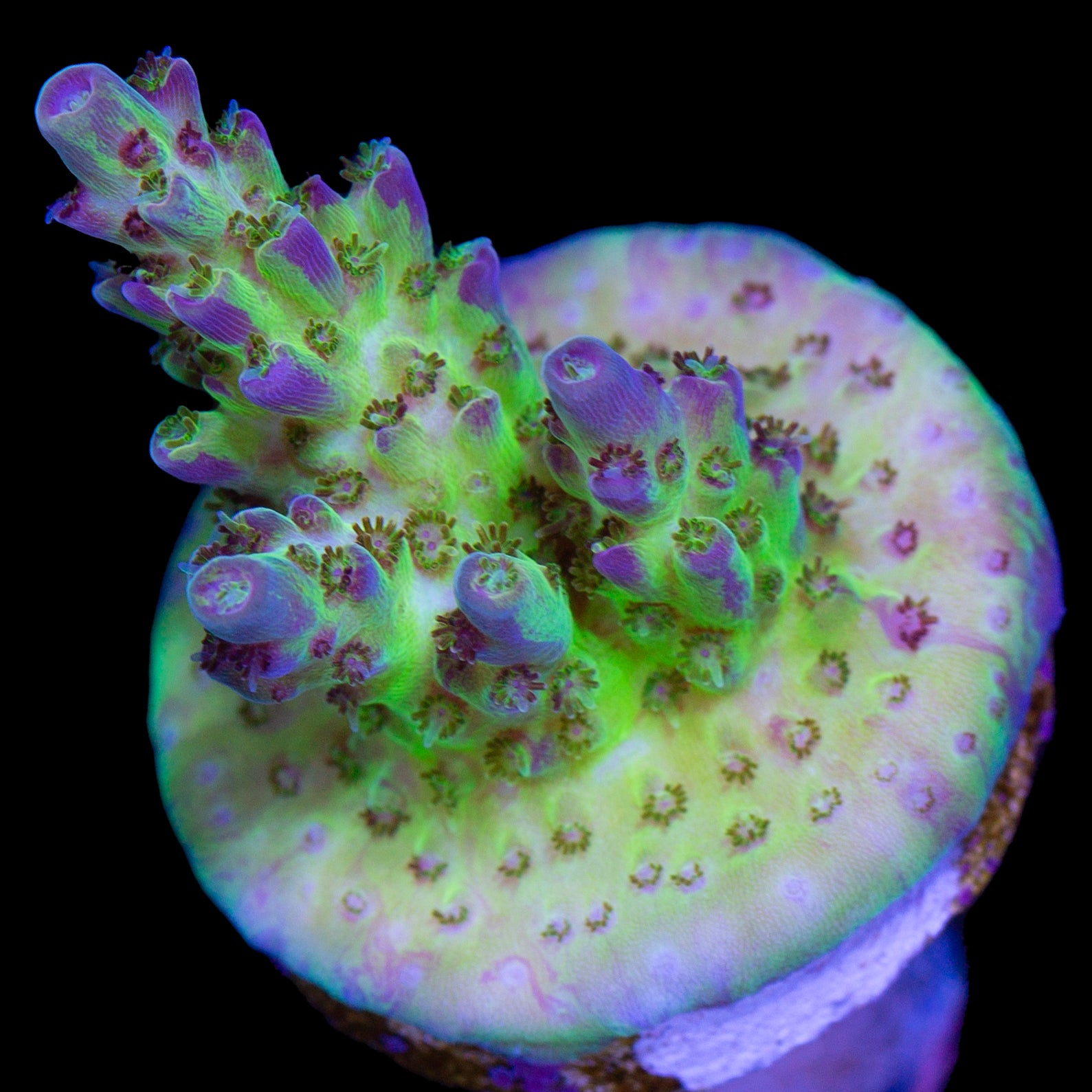 Crazy Graft Acropora Coral