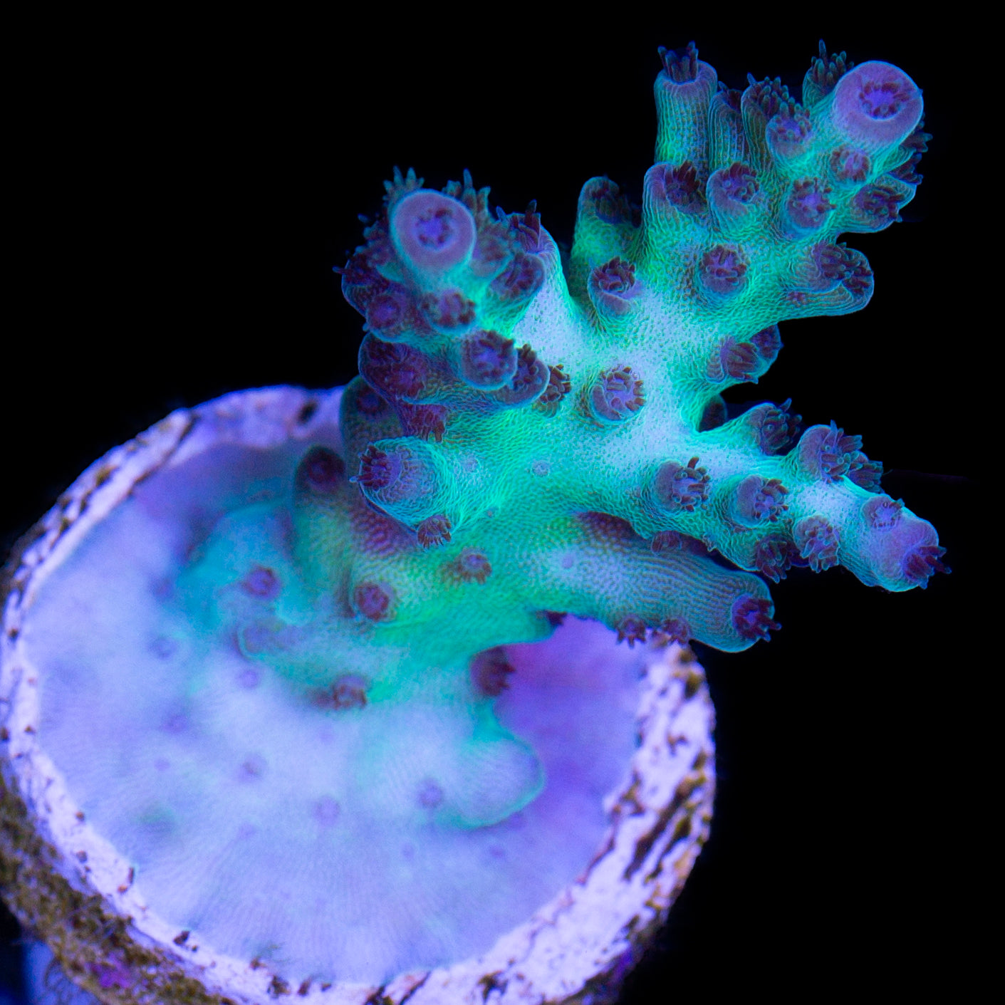 Aegean Acropora Coral