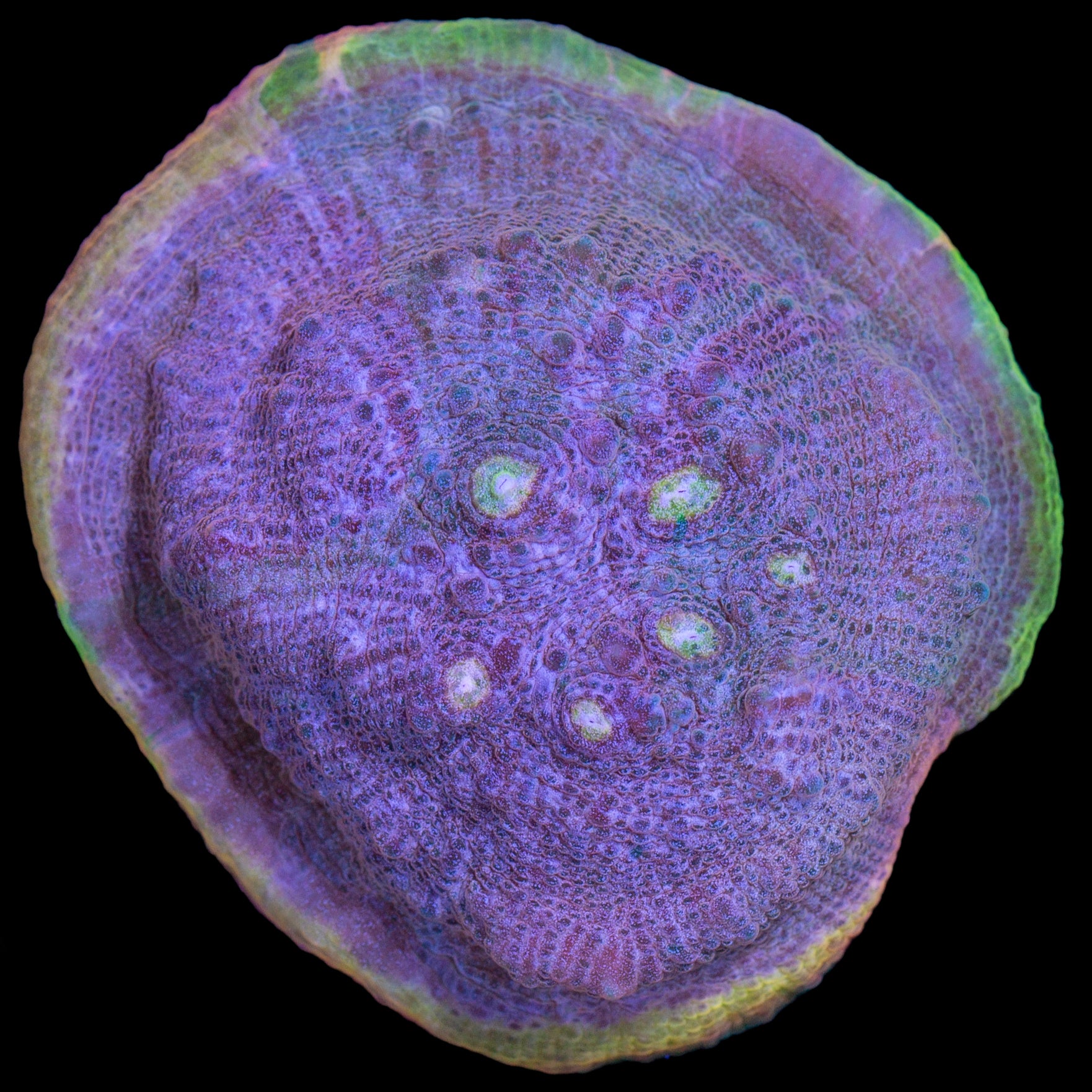 Fairy Dust Echinphyllia Coral