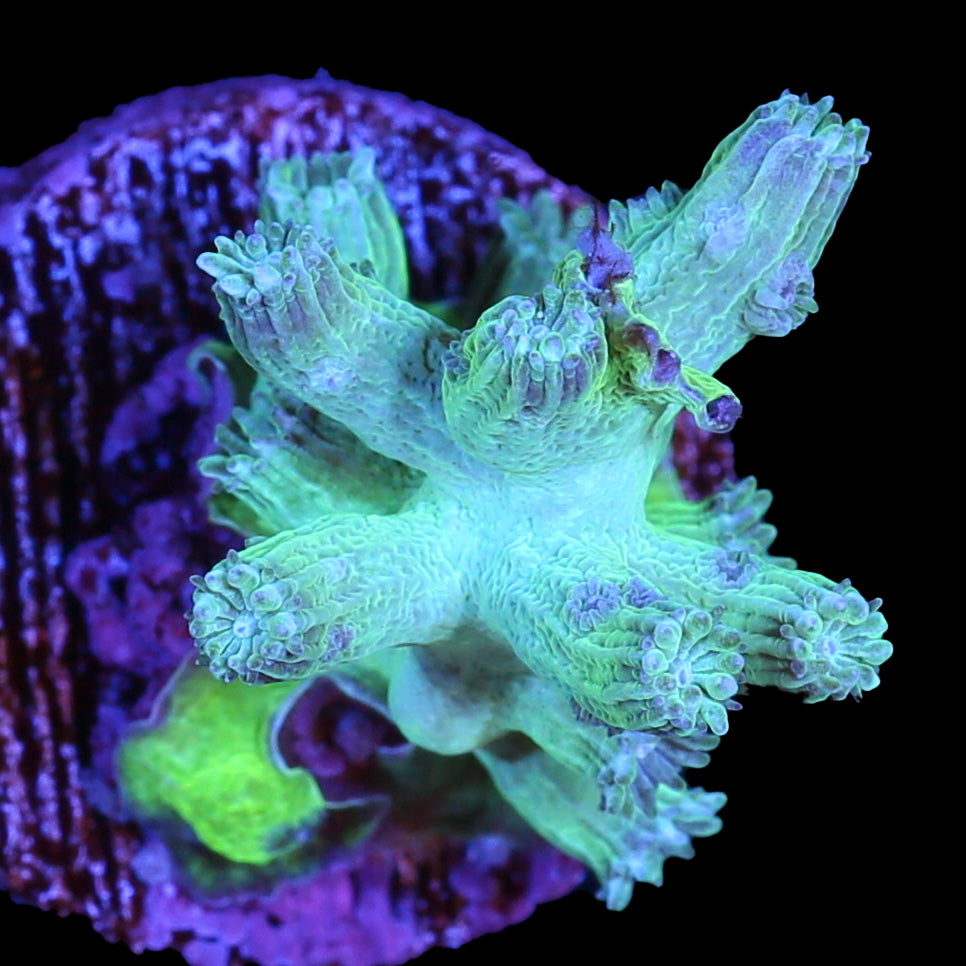 Vivid's Green Branching Cyphastrea Coral