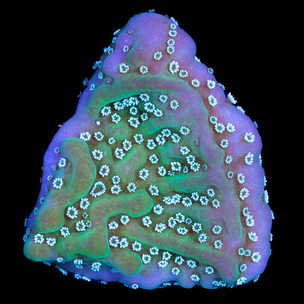 その他 KAYOUNARUTONREA-PR-002 GEM MINT10 5Cards Purple Rim Montipora Undata Coral | Buy Live Coral for Sale