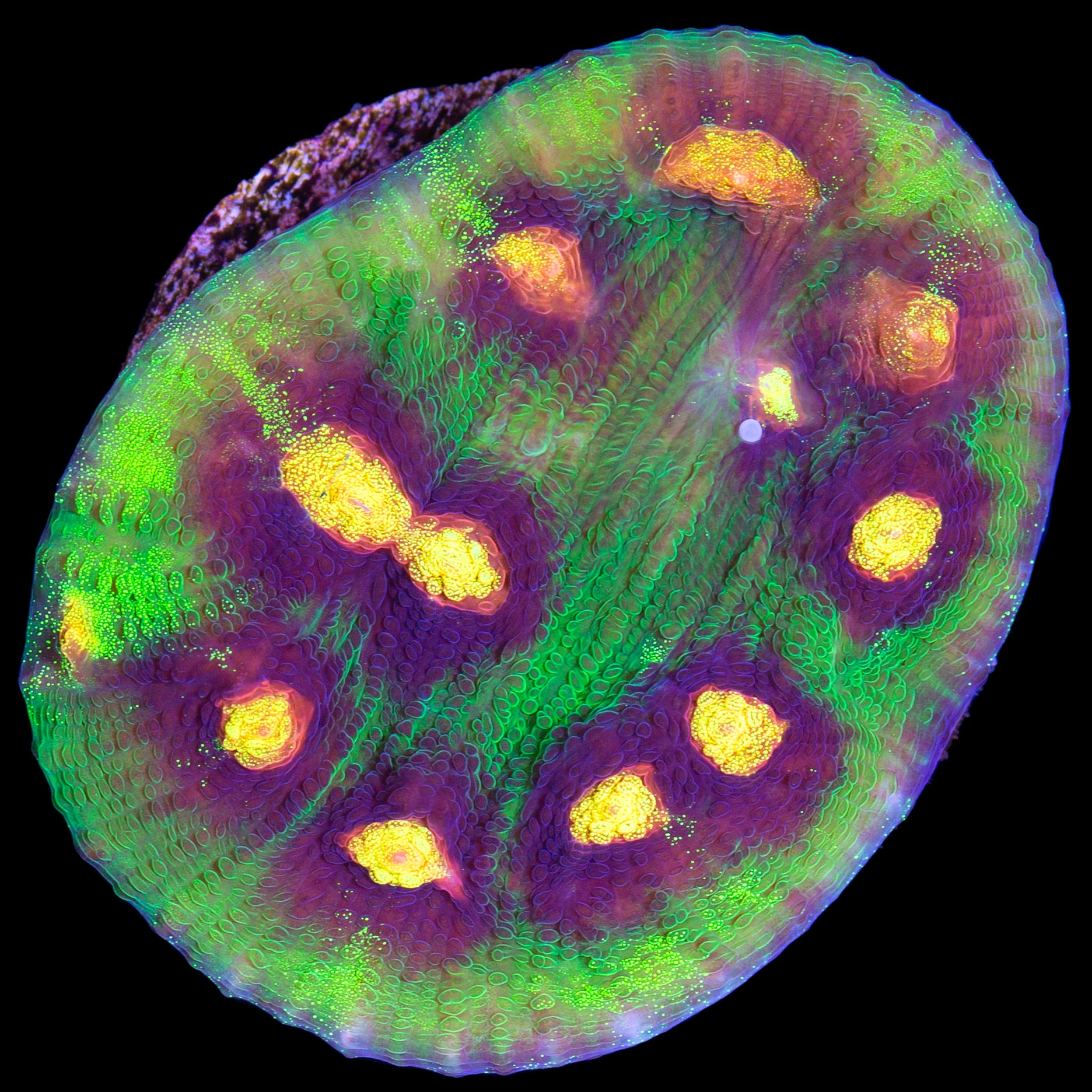 Raja Rampage Mycelium Coral